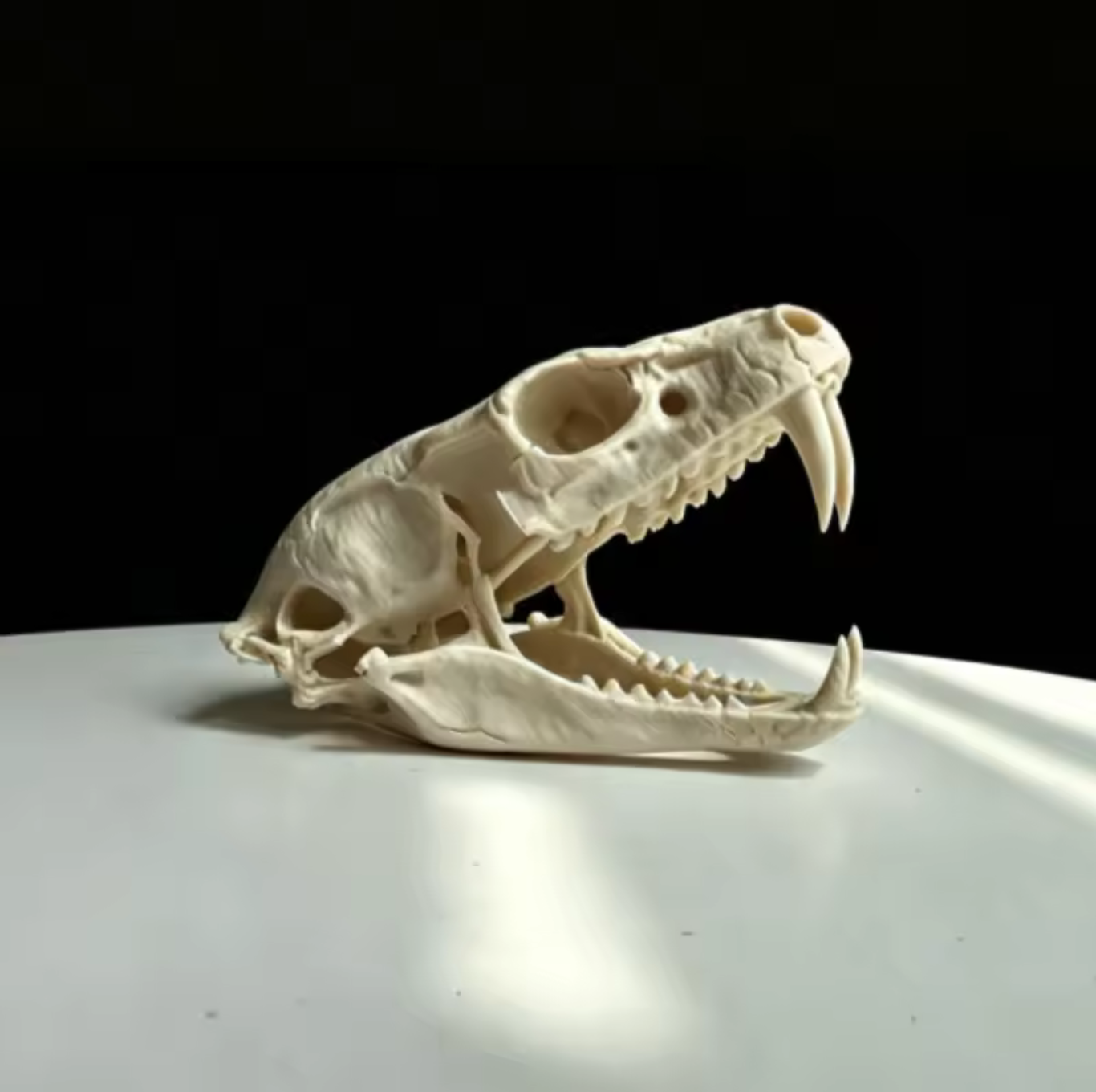Gothic Fanged Skull Replica Figurine